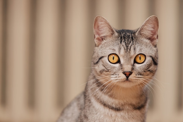 Black and white tabby cat with orange eyes.