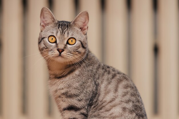 Black and white tabby cat with orange eyes.