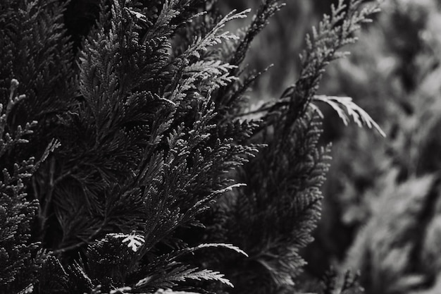 Black and white thuja hedgerow texture dark nature background