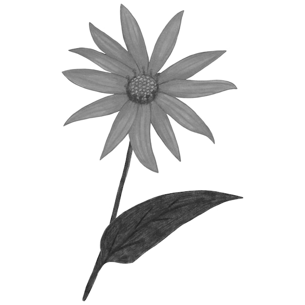 Black and White Topinambur with Leaves Isolated on White Background Jerusalem Artichoke Flower Element Drawn by Pencil