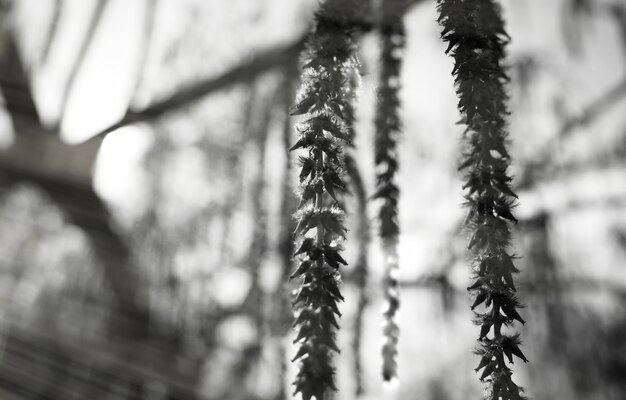 Black and white willow blossom object background hd