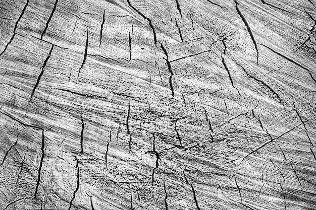 Black and white wooden background Cracks in the cut of the trunk of a large tree