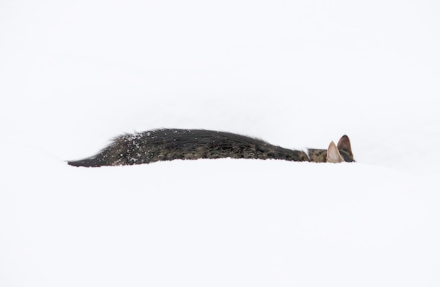 Black and white young active cat walking in snow.