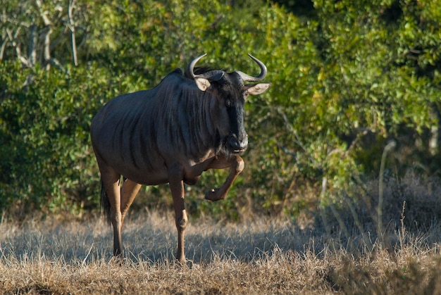 Black wildebeest Africa