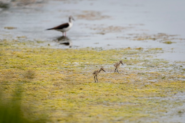 Black-winged steltvogel op de kust