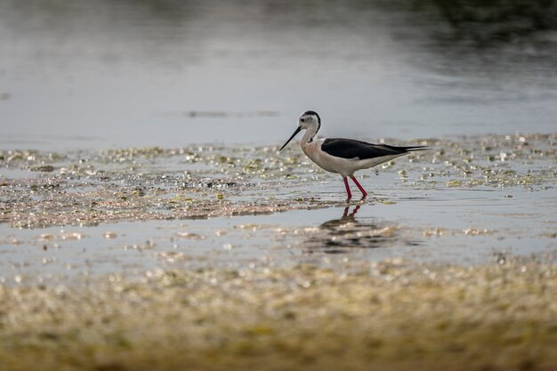 Black-winged stilt bird on the shore