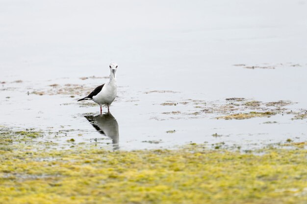 岸に黒い翼のある高床式の鳥