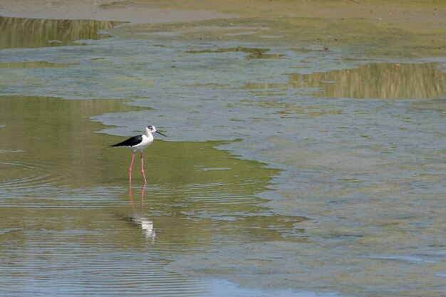 Black-winged Stilt, Common Stilt, or Pied Stilt (Himantopus himantopus)