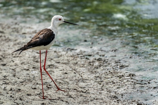 Black-winged stilt (himantopus himantopus) in "Raco de lÂ´Olla", Albufera of Valencia natural park.