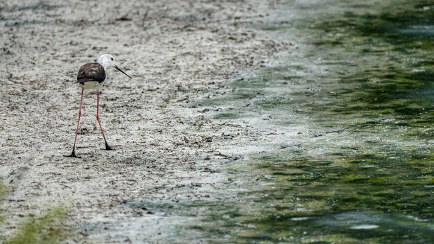 Black-winged stilt (himantopus himantopus) in "Raco de lÂ´Olla", Albufera of Valencia natural park.