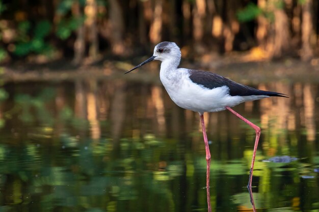 Black-winged stilt is op zoek naar voedsel