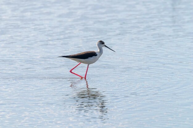 Черная крылатая ходуля на мелководье (Himantopus himantopus)