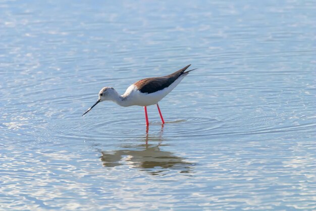 Черная крылатая ходуля на мелководье (Himantopus himantopus)