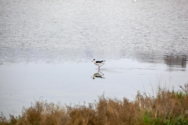 Photo black-winged stilt wading in water