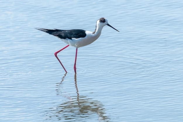 Black Winged Stilt in Water (Himantopus himantopus) Wader Bird Stilt 