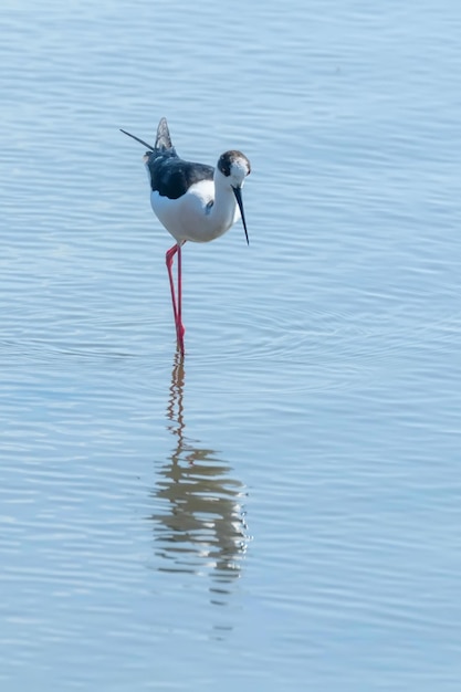 Black winged stilt in water himantopus himantopus wader bird stilt