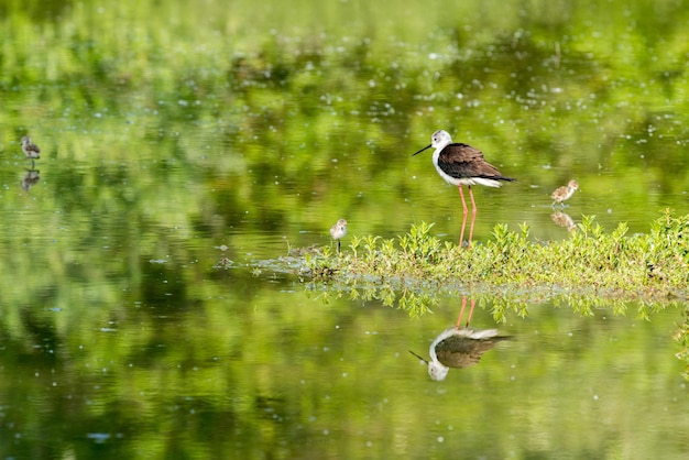 Black-winged stilt with newborn baby puppy hiding under