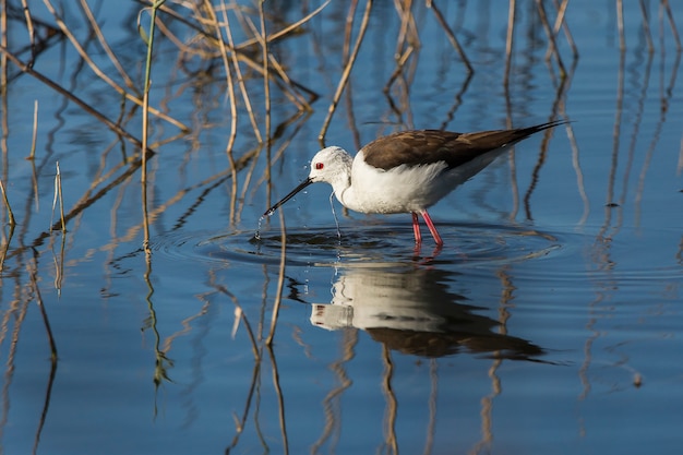 Black-winged stilt with reflection in water