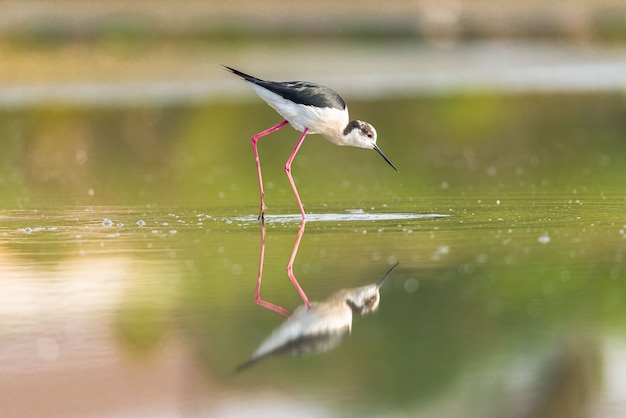 Photo black winged stilt