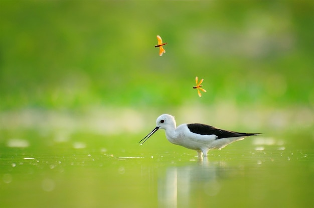 Black Winged Stilt