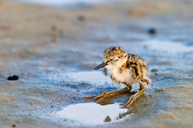 Black-Winged Stilt