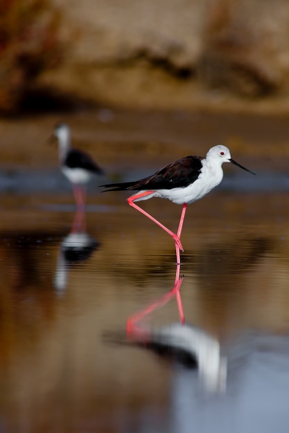 Black-Winged Stilt