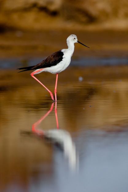 Photo black-winged stilt