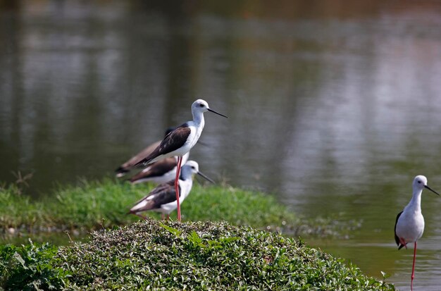 Photo black winged stilts by a pond in india