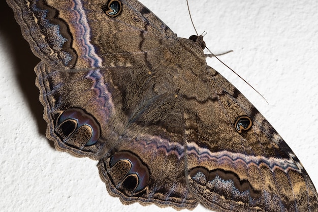 Photo black witch moth of the species ascalapha odorata