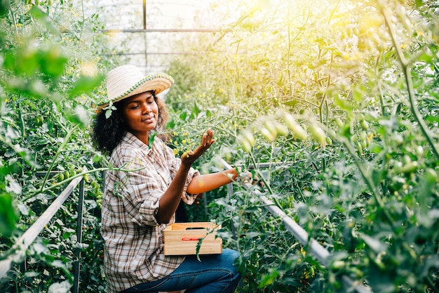 A black woman farmer uses a spray bottle to water tomato plants in a greenhouse