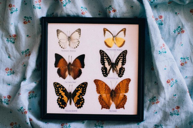 Photo black wooden framed shadow box of butterflies photo