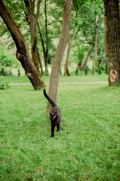 芝生の上の黒い庭猫