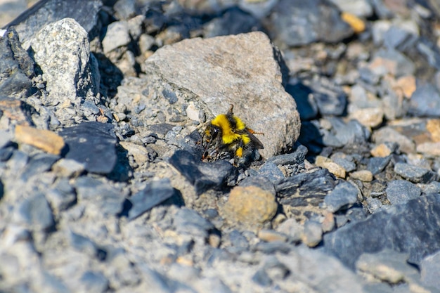 Photo black and yellow bee among rocks