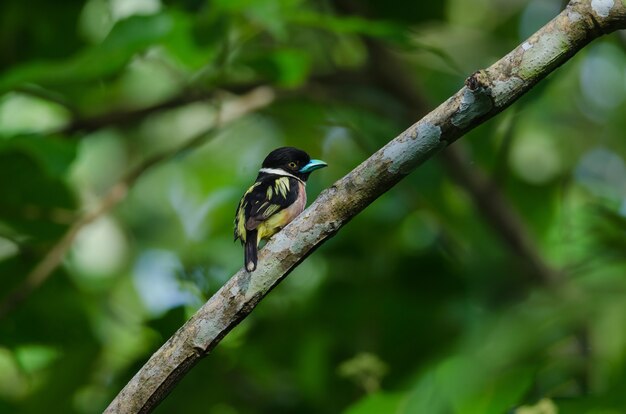 브런치에 검은 색과 노란색 broadbills perches