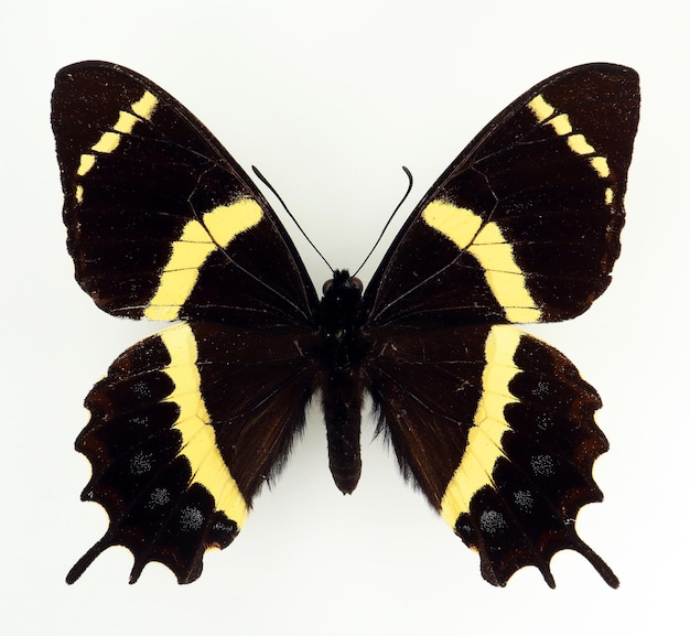 Photo black yellow butterfly isolated on white. papilio garamas macro close up, collection butterflies