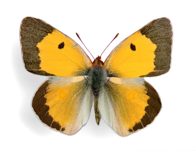Черно-желтая бабочка