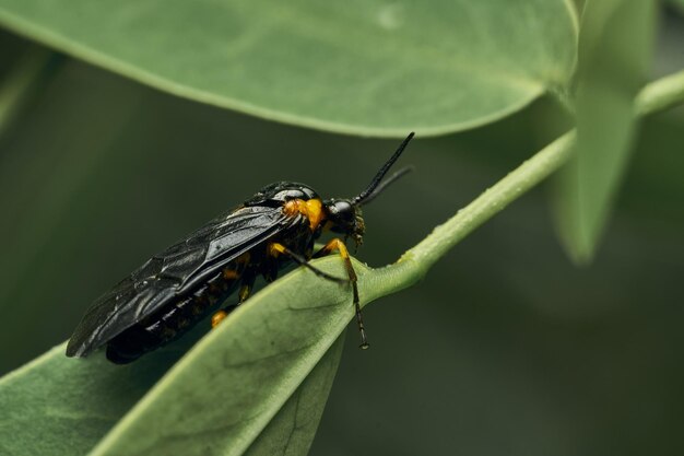 Photo black and yellow insect fly sierra del sen del campo adurgoa gonagra