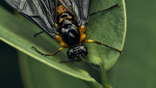 Photo black and yellow insect fly sierra del sen del campo adurgoa gonagra