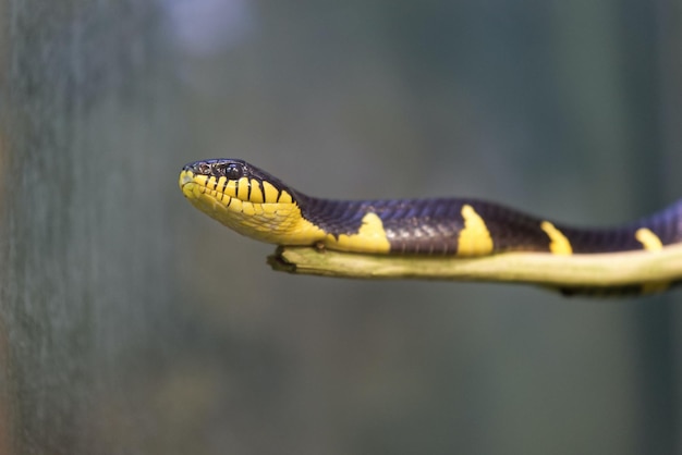 A black and yellow snake is shown in this close up photo.