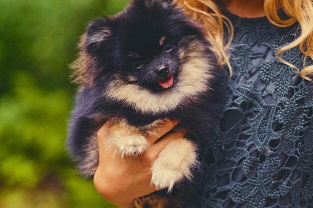 かごの中の黒と黄色のスピッツ犬。