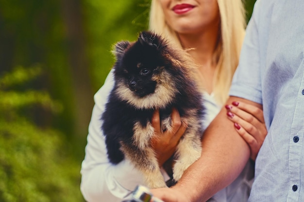 Black and yellow Spitz dog in a basket.