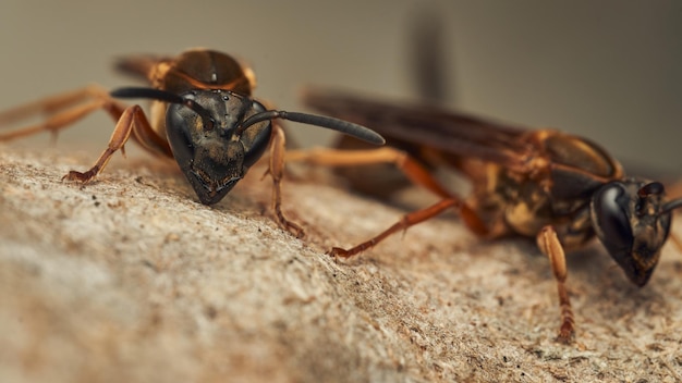 Black and yellow wasps building their diaper