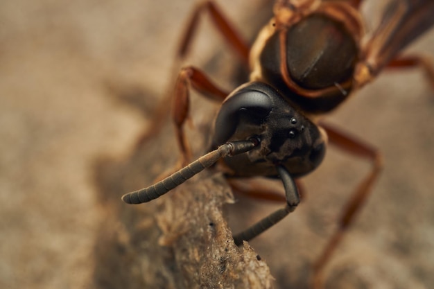 Black and yellow wasps building their diaper