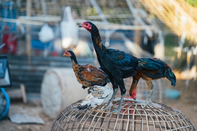 Black young chickens, native to Thailand.