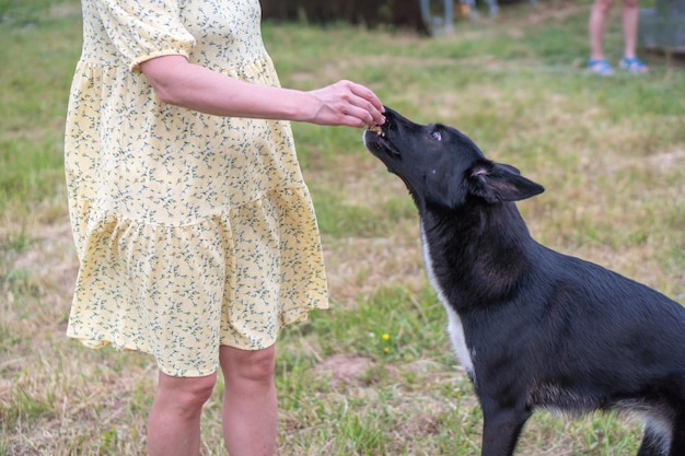 black young dog close-up in nature, next to a man