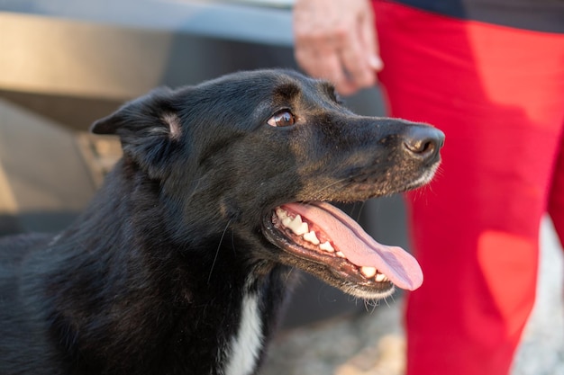 男の隣に、自然の中で黒の若い犬のクローズ アップ