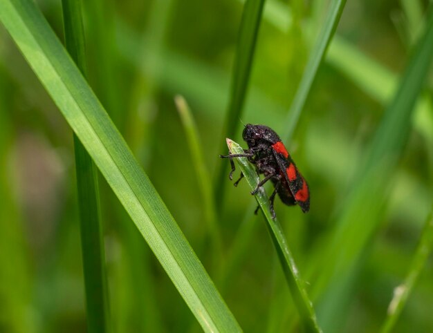 Blackandred froghopper