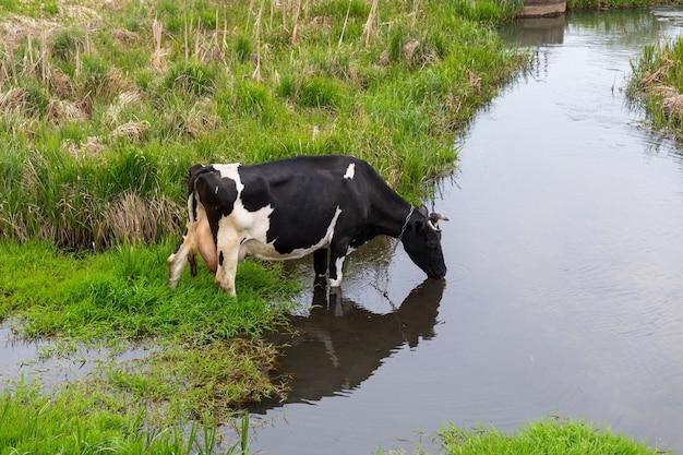 A blackandwhite cow drinks water from the river on its way home from pasture