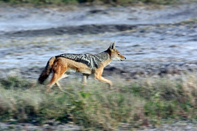 Foto sciacallo dalla schiena nera parco nazionale di etosha namibia