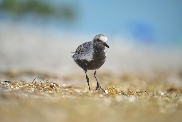 BlackBellied Plover 야생 바다 새는 여름에 해변에서 음식을 찾고 있습니다.